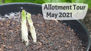 May Allotment Tour 2021 [upl. by Worthy471]