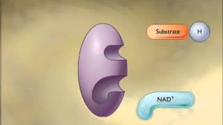 NADH formation a Guided Tour of Cellular Respiration [upl. by Scarrow]