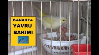 Kanaryaların Yavrusu Çıkınca Ne Yapılmalı   Yavru Bakımı [upl. by Had]