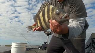 Calcasieu Lake fishing for Redfish and Sheepshead [upl. by Denoting]