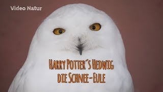 SchneeEule Bubo scandiacus Zoo Saarbrücken  Harry Potter´s Hedwig [upl. by Leamaj]