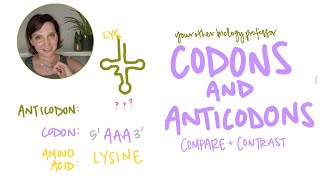 Whats the difference between Codon and Anticodon Intro Biology [upl. by Trinity]