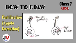 Fertilisation zygote formation diagramfertilisation diagram class 7fertilisation drawing [upl. by Fleischer]