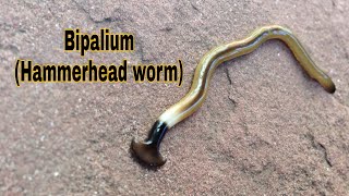 Hammerhead Worm BIPALIUM Predatory Behavior [upl. by Skell289]