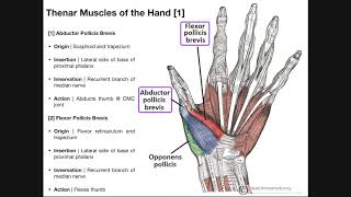 Palmar Musculature  The Thenar Muscles [upl. by Asin968]