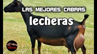 LAS MEJORES CABRAS LECHERAS DEL MUNDO – La mejor cabra lechera del mundo [upl. by Sacha]