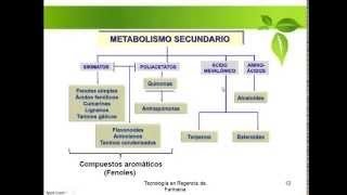 Metabolismo Vegetal Metabolitos Primarios y Secundarios [upl. by Bascomb313]