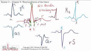 Electrical Events of the Heart 35  ECG  EKG Interpretation  BASIC [upl. by Enilasor]