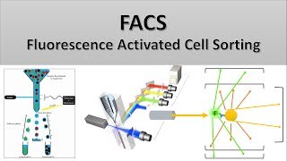 The Principle of Flow Cytometry and FACS 2 FACS Fluorescence Activated Cell Sorting [upl. by Nellek]