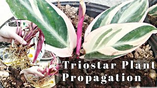 STROMANTHE TRIOSTAR Plant Propagation  Paano paramihin ang Stromanthe Triostar Plant [upl. by Nairehs]