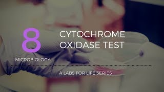 Cytochrome Oxidase Test [upl. by John356]