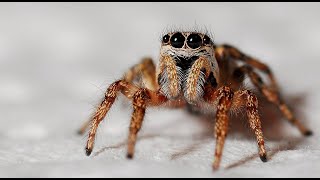 Najgorsze duże pająki 🕷top jadowite straszne pajęczaki 🕷🕷🕷😱 [upl. by Adar]