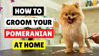 HOW TO GROOM Your Pomeranian at HOME ✂️🛁 [upl. by Hotze]