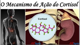 Cortisol  Mecanismo de Ação Fisiológica [upl. by Nicolella]