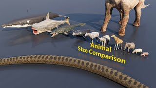 Animal Size Comparison  3D Animation [upl. by Pass]