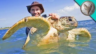 Catching Sea Turtles [upl. by Paine]