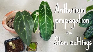 Anthurium propagation Stem cuttings [upl. by Felt]