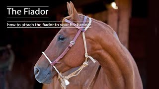 The Fiador How to Attach the Fiador to Your Hackamore [upl. by Iormina324]