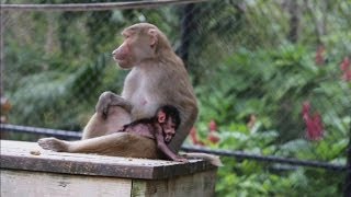 CUTE Baby baboon born at Miamis Jungle Island [upl. by Nelad695]