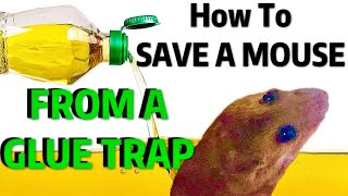 HOW TO REMOVE a MOUSE From GLUE TRAP  Humane amp FAST [upl. by Cami]