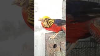 RED GOLDEN PHEASANT MALE STUNNING BEAUTY bird birdslover pheasant gamebirds pet love peacock [upl. by Korwin]