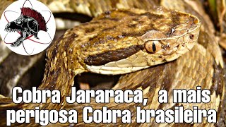 Cobra Jararaca a mais perigosa Cobra brasileira  Biólogo Henrique o Biólogo das Cobras [upl. by Suivat]