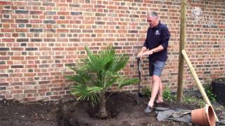 Planting A Palm Tree [upl. by Evangelist]