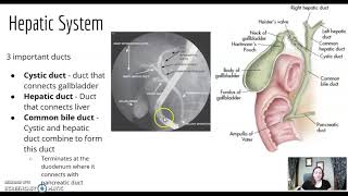 ARRT Procedures part 6  Surgical amp Urological [upl. by Bearce]