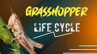 Grasshopper A life The life cycle of a Grasshopper [upl. by Rundgren]