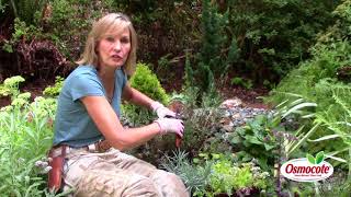 The Secret to Pruning Lavender [upl. by Grondin]