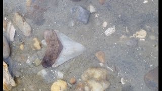 Maryland FOSSIL TREASUREMegaladons and Whale Bones [upl. by Dulce996]