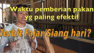 Pelajari kapan waktu yang tepat memberi makan kambing Jangan sampai salah [upl. by Etteyniv349]