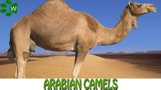 The Arabian Camels [upl. by Skippy]