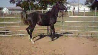 ZHR Romantic Warrior  Black Sabino Rabicano Stallion [upl. by Cowan]