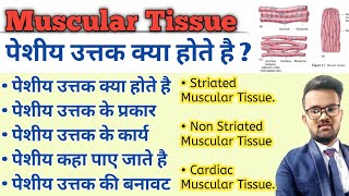 Muscular Tissue in hindi  Skeletal Muscle  Types of Muscular Tissue  Structure of Muscular Tissue [upl. by Fitting787]