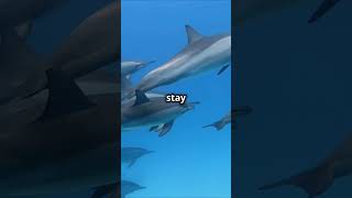 Dolphins The Ultimate Multitaskers [upl. by Nahshunn]