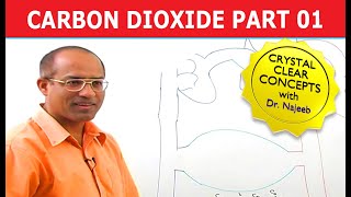 Carbon Dioxide Transport  Respiration amp Gas Exchange  Part 16 [upl. by Ytsirt497]