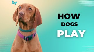 Understanding Healthy Dog Play What to Look for and How to Encourage Positive Interactions [upl. by Nauht]