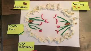 Mitosis Stop Motion Video [upl. by Juli]