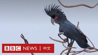 這隻鸚鵡可能比你更懂得如何討好異性及求偶－ BBC News 中文 [upl. by Riedel]