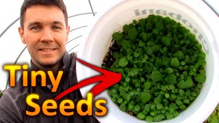 How to Grow PETUNIAS from SEEDS Part 1 Collecting and Germinating Petunia Seeds [upl. by Dillon]