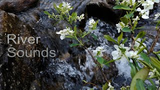 Copy of Relaxing nature sounds of river water in forest ASMR sleep music sound White noise ASMR [upl. by Argyres808]