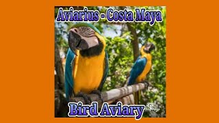 Aviarius  Costa MayaBird Aviary [upl. by Stefan]