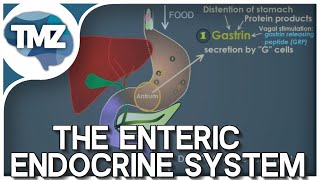 GI Tract Control Gastrin CCK Secretin Motilin and Gastric Inhibitory Peptide Updated Audio [upl. by Fabiolas]