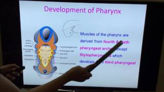 Embryology of GIT  Part I by Dr Vijaya  Tongue Pharynx amp General Concepts [upl. by Brandt]