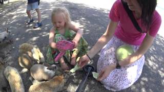 Bunny island Okunoshima [upl. by Nomae]