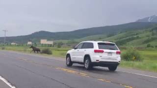 CAR HITS MOOSE in Colorado  White River National Forest [upl. by Westhead]