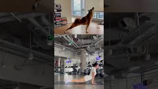 Have you tried exercising with your pet 🧘🏻‍♀️ fithub yoga gym lifestyle [upl. by Fari361]