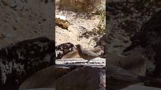 House Finch🐦Finch Feast housefinch [upl. by Giorgia]