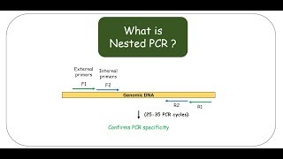 Nested PCR [upl. by Licht248]